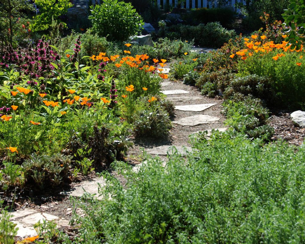 Another garden with a natural flagstone path surrounded by wildflowers
