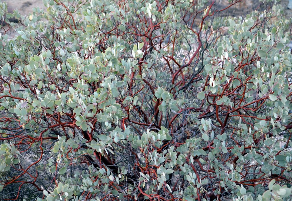 Manzanita with red bark and glaucus leaves.