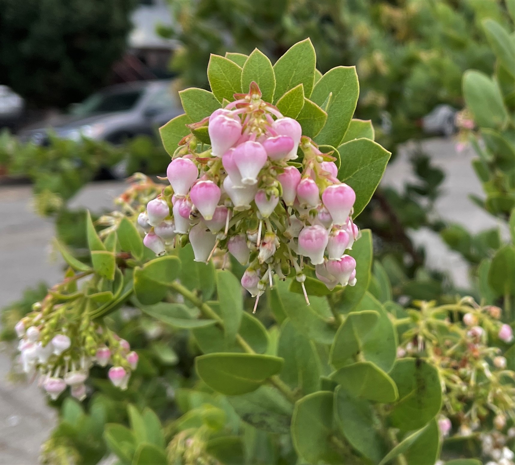 A few photos from around the nursery. East Bay Wilds