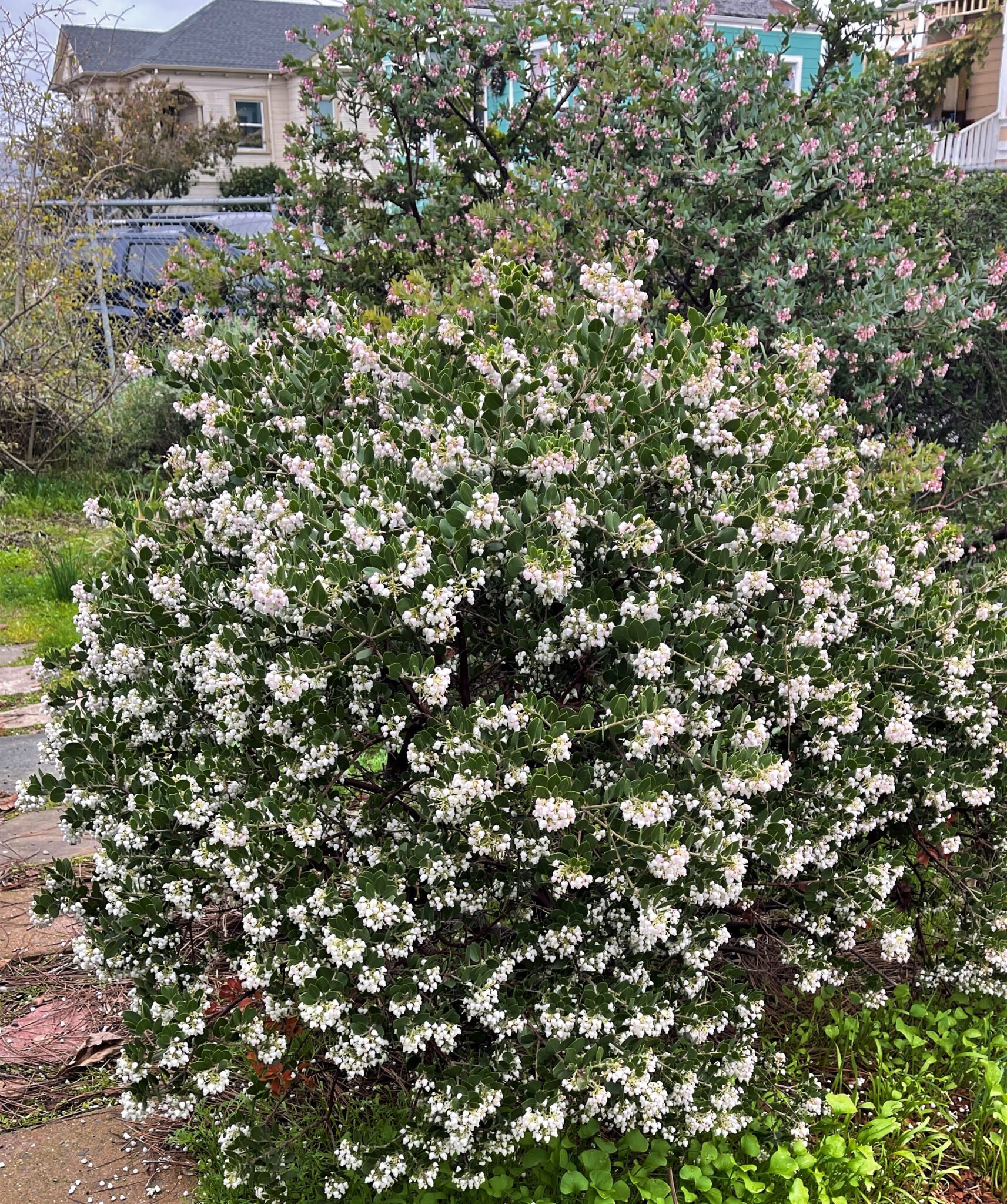 A few photos from around the nursery. East Bay Wilds
