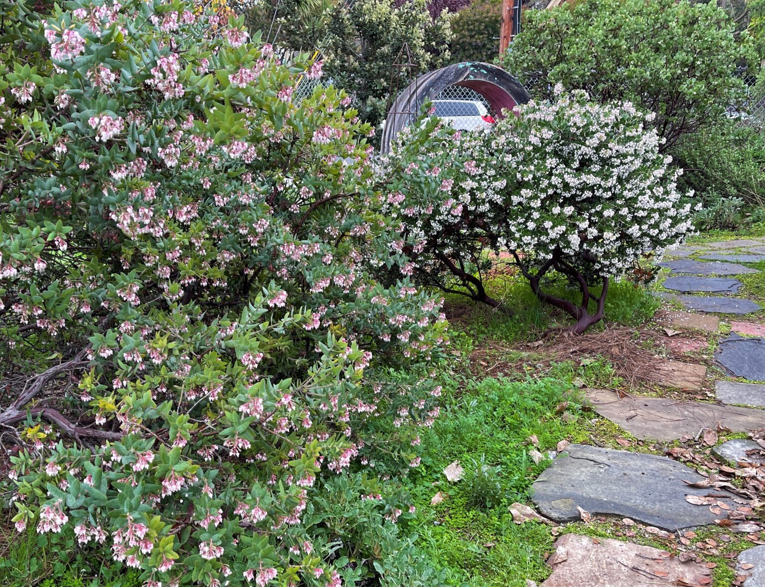 A few photos from around the nursery. East Bay Wilds