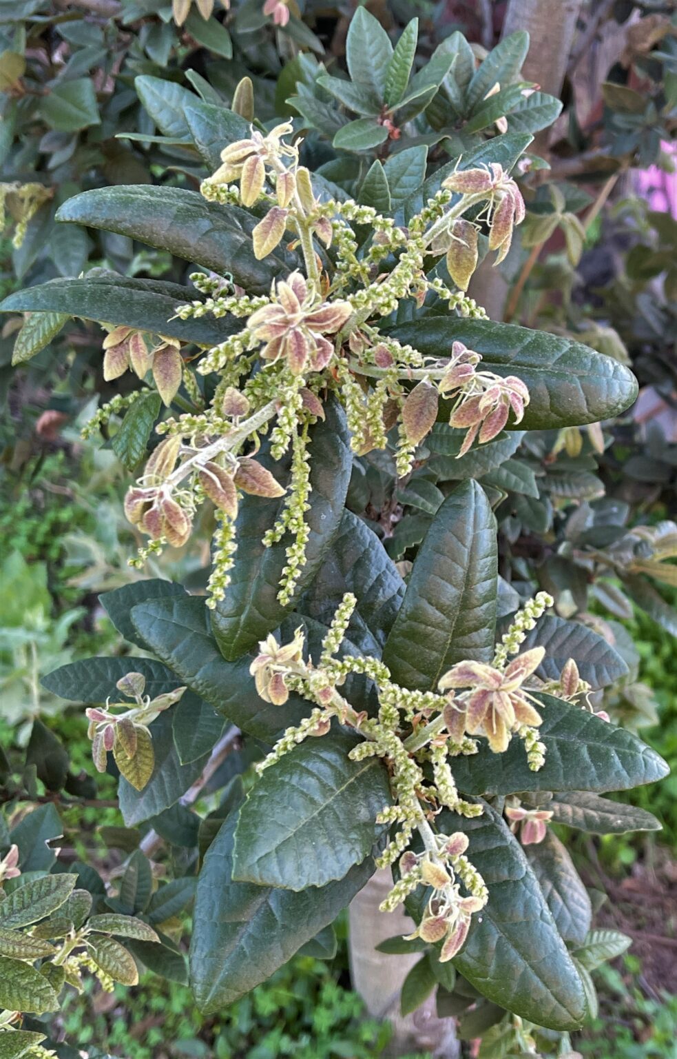 A few photos from around the nursery. East Bay Wilds