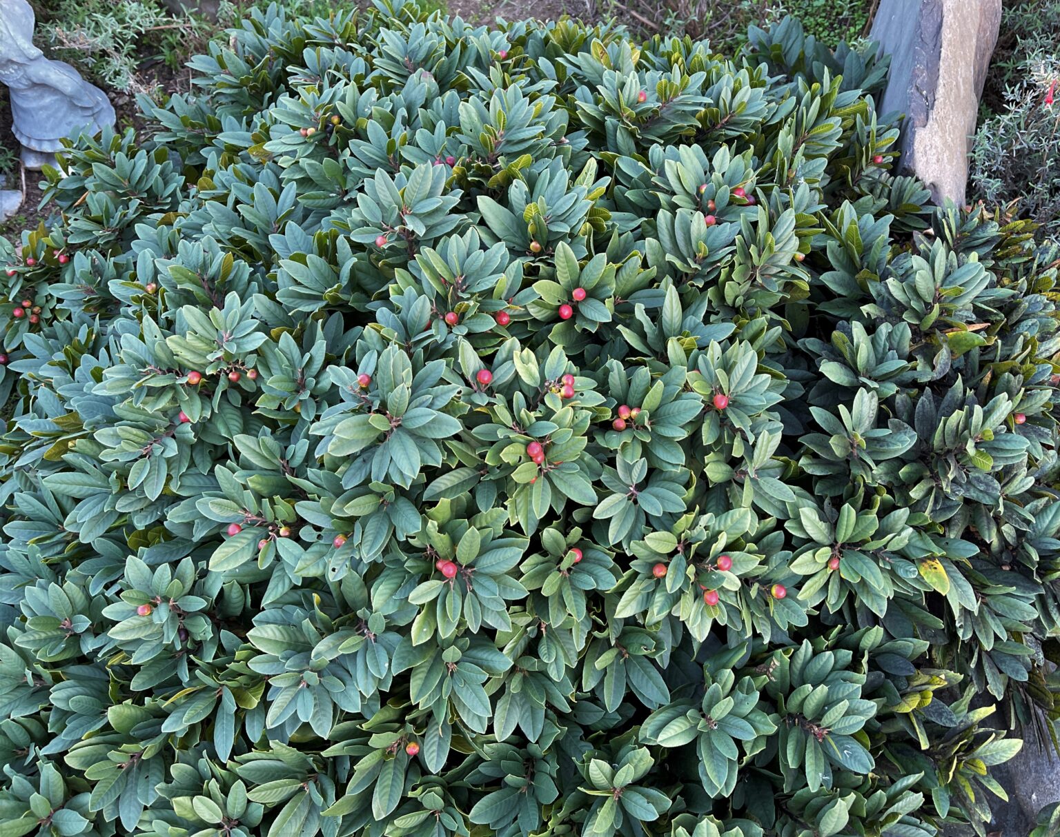 A few photos from around the nursery. East Bay Wilds