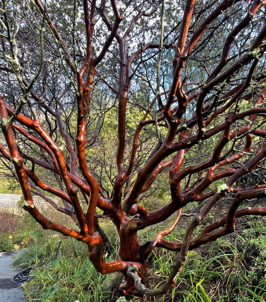 Bare manzanita branches revealing the natural beauty of the bark