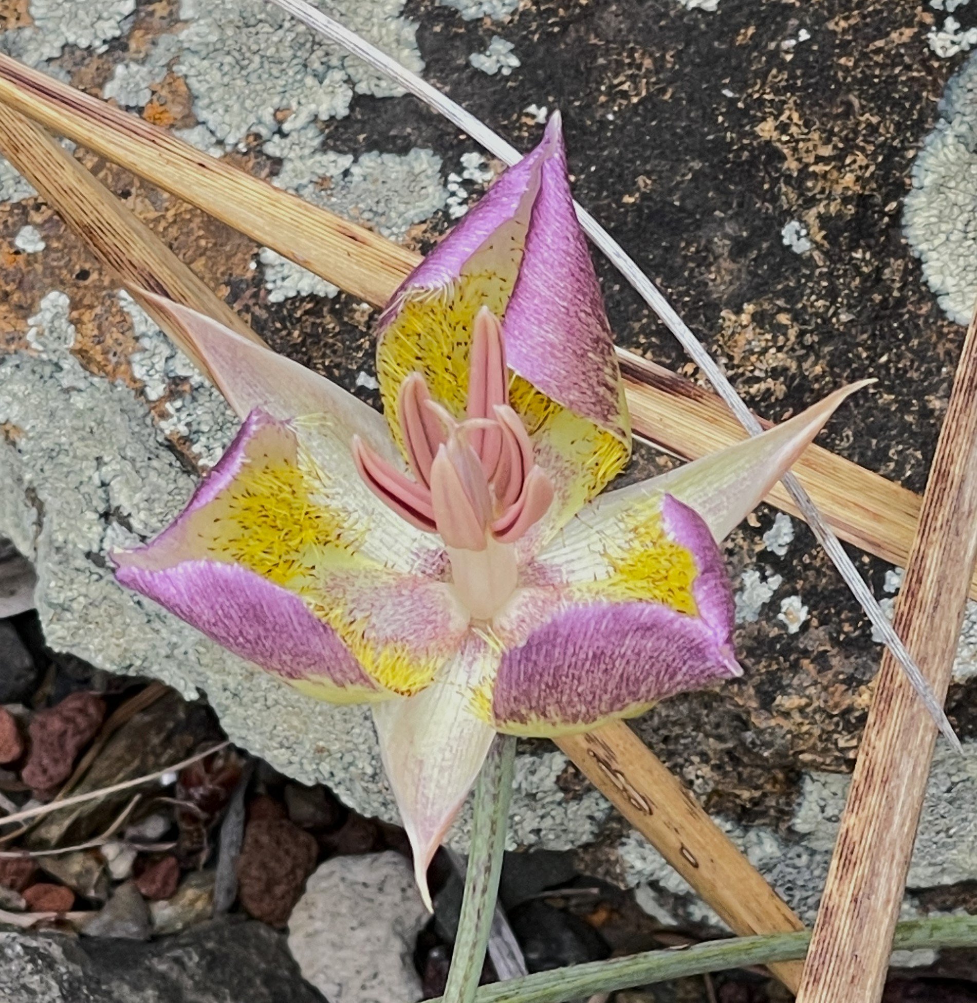 Mariposa Tulip