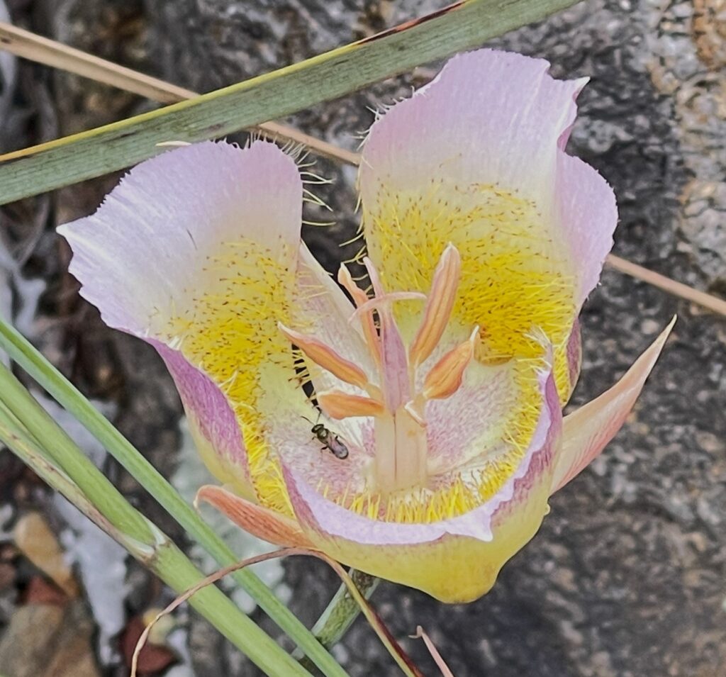 Mariposa Tulip