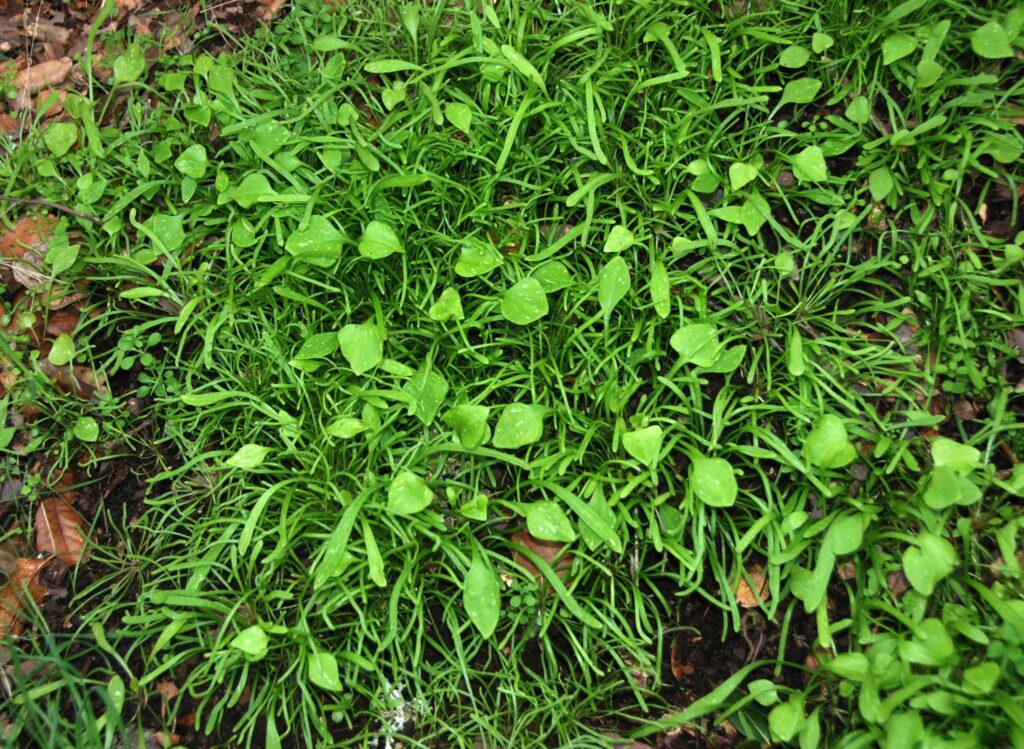A field of Rooreh (Miner's Lettuce) seen from above